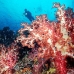 coral_soft_ni_v_0705_png1601.jpg